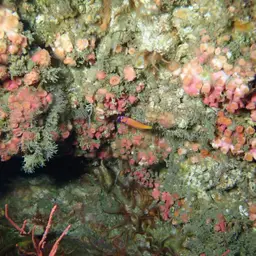 Encrusting Star Coral, photo 3