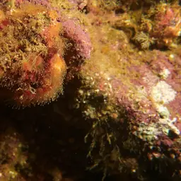 Encrusting Star Coral, photo 4