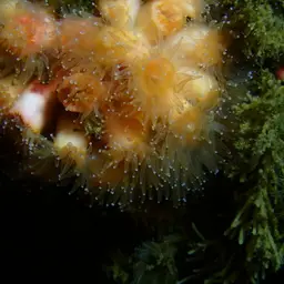 Encrusting Star Coral, photo 5