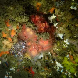 Encrusting Star Coral, photo 6