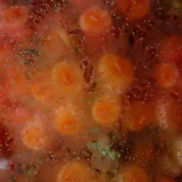 Encrusting Star Coral, photo 7