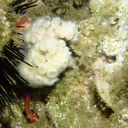 Encrusting Star Coral, photo 8