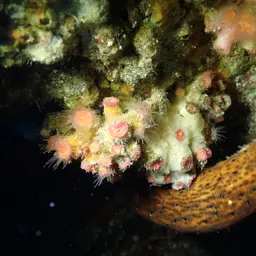 Encrusting Star Coral, photo 9