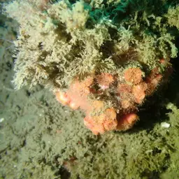 Encrusting Star Coral, photo 10
