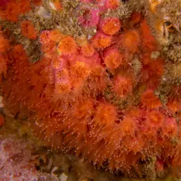 Encrusting Star Coral, photo 11