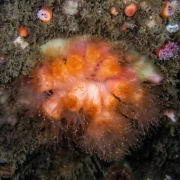 Encrusting Star Coral, photo 12