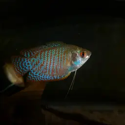 Banded Gourami, photo 2