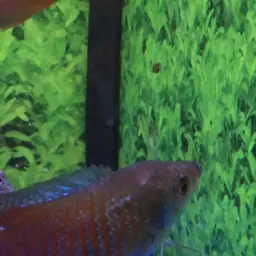 Banded Gourami, photo 3