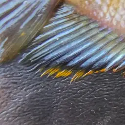 Banded Gourami, photo 5