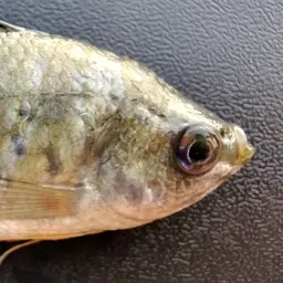 Banded Gourami, photo 7
