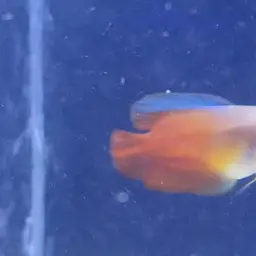 Banded Gourami, photo 9