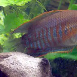 Thick-lipped Gourami, photo 1