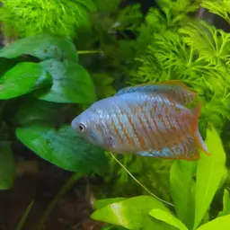 Honey Gourami, photo 4