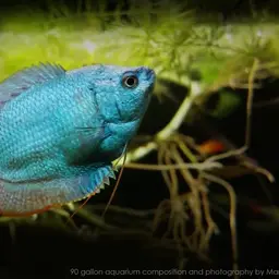 Honey Gourami