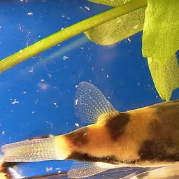 Amazon Puffer, photo 1