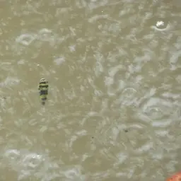 Amazon Puffer, photo 5