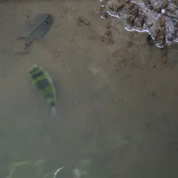 Amazon Puffer, photo 6