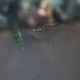 Amazon Puffer, photo 7