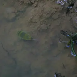 Amazon Puffer, photo 8