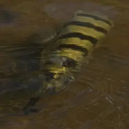 Banded Puffer, photo 3