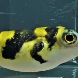 Dwarf Puffer, photo 1
