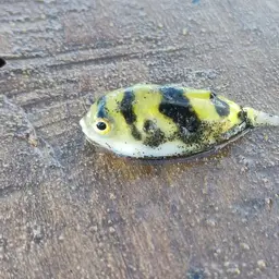 Dwarf Puffer, photo 2