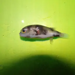Dwarf Puffer, photo 3