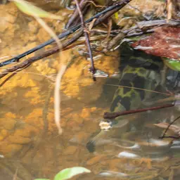 Dwarf Puffer, photo 4