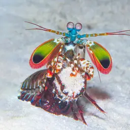 Coloured mantis shrimp, Peacock mantis shrimp, Harlequin mantis shrimp, Painted mantis shrimp, photo 1