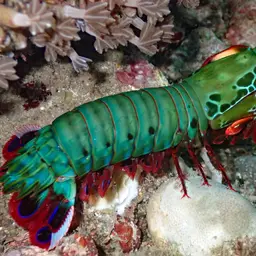 Coloured mantis shrimp, Peacock mantis shrimp, Harlequin mantis shrimp, Painted mantis shrimp, photo 3