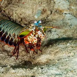 Coloured mantis shrimp, Peacock mantis shrimp, Harlequin mantis shrimp, Painted mantis shrimp, photo 5