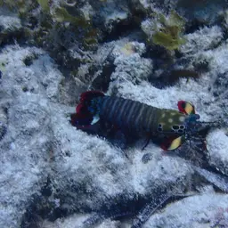 Coloured mantis shrimp, Peacock mantis shrimp, Harlequin mantis shrimp, Painted mantis shrimp, photo 6