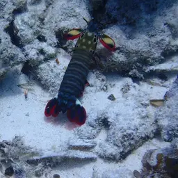 Coloured mantis shrimp, Peacock mantis shrimp, Harlequin mantis shrimp, Painted mantis shrimp, photo 7