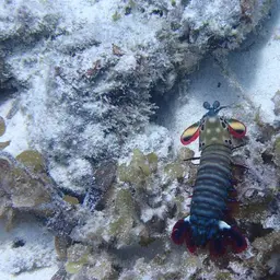 Coloured mantis shrimp, Peacock mantis shrimp, Harlequin mantis shrimp, Painted mantis shrimp, photo 8