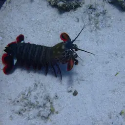 Coloured mantis shrimp, Peacock mantis shrimp, Harlequin mantis shrimp, Painted mantis shrimp, photo 9