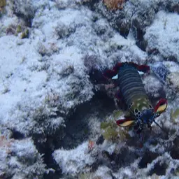 Coloured mantis shrimp, Peacock mantis shrimp, Harlequin mantis shrimp, Painted mantis shrimp, photo 10