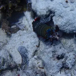 Coloured mantis shrimp, Peacock mantis shrimp, Harlequin mantis shrimp, Painted mantis shrimp, photo 11