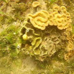 Brain Coral