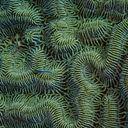 Boulder Brain Coral, photo 2