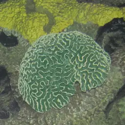 Boulder Brain Coral, photo 3