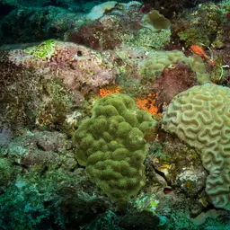 Boulder Brain Coral, photo 4
