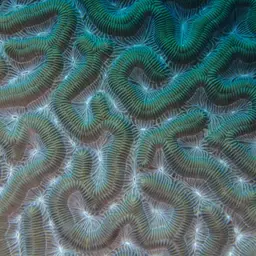Boulder Brain Coral, photo 5