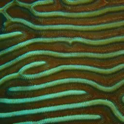 Boulder Brain Coral, photo 6