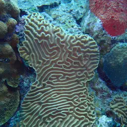Boulder Brain Coral, photo 7