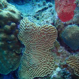 Boulder Brain Coral, photo 8