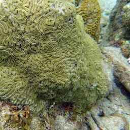 Boulder Brain Coral, photo 9