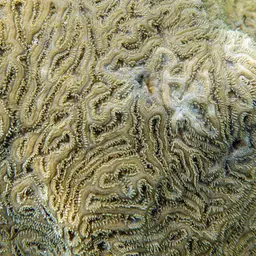Boulder Brain Coral, photo 10