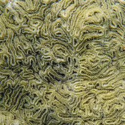 Boulder Brain Coral, photo 11