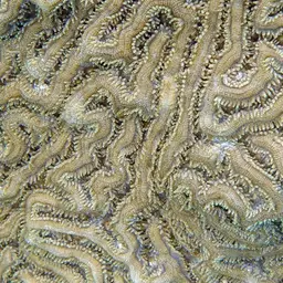 Boulder Brain Coral, photo 12