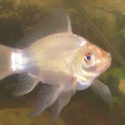 Comet Goldfish, photo 1
